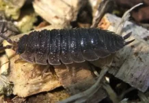 How to Get Rid of Woodlice in the Home Naturally how to get rid of woodlice in the home naturally
