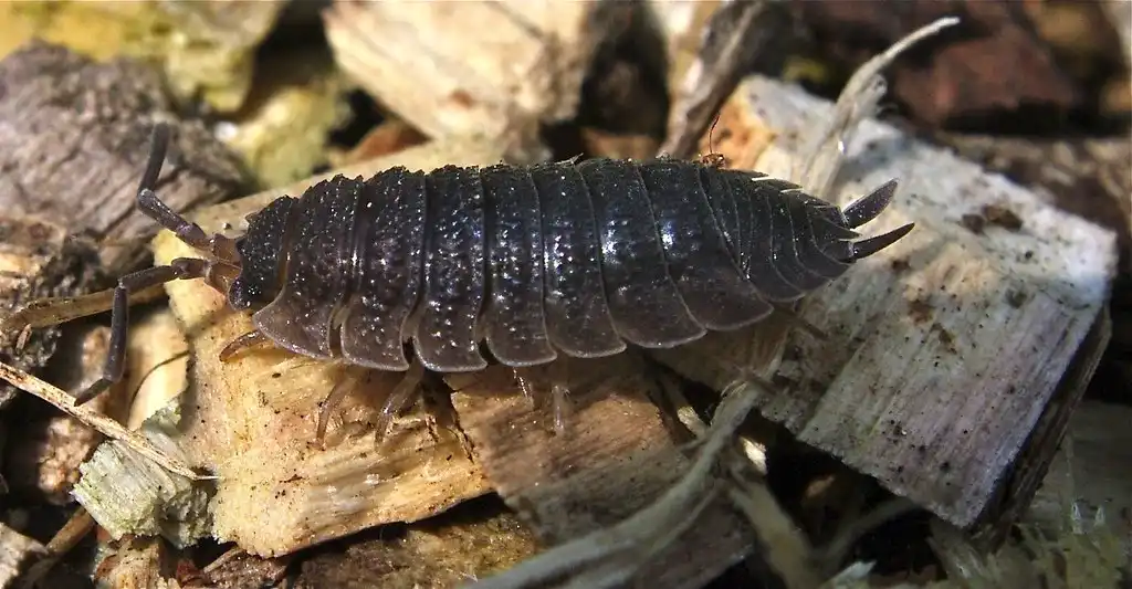 How To Get Rid Of Woodlice In Home Naturally 1.webp